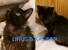 KASIMIR, Katze, Europäisch Kurzhaar in Paderborn - Bild 1