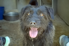 HOOK, Hund, Mischlingshund in Spanien - Bild 2