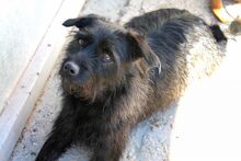 HOOK, Hund, Mischlingshund in Spanien - Bild 6