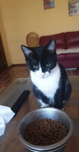 MAGGY, Katze, Hauskatze in Bulgarien - Bild 3