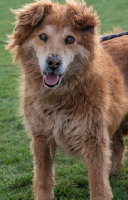 ALANI, Hund, Mischlingshund in Bulgarien - Bild 1