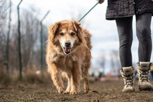 ALANI, Hund, Mischlingshund in Bulgarien - Bild 3