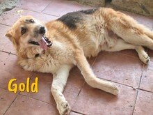 GOLD, Hund, Deutscher Schäferhund in Rheurdt - Bild 1