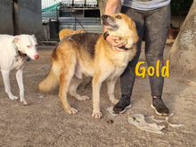 GOLD, Hund, Deutscher Schäferhund in Rheurdt - Bild 2