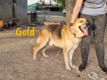 GOLD, Hund, Deutscher Schäferhund in Rheurdt - Bild 5