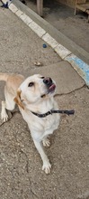 SAXON, Hund, Mischlingshund in Slowakische Republik - Bild 4
