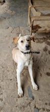 SAXON, Hund, Mischlingshund in Slowakische Republik - Bild 9