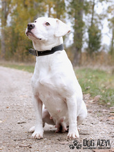MIMI, Hund, Mischlingshund in Slowakische Republik - Bild 10