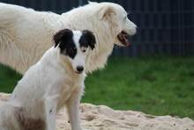GESSICA, Hund, Mischlingshund in Weilburg - Bild 11
