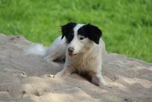 GESSICA, Hund, Mischlingshund in Weilburg - Bild 14