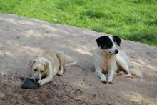GESSICA, Hund, Mischlingshund in Weilburg - Bild 15