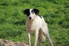 GESSICA, Hund, Mischlingshund in Weilburg - Bild 16