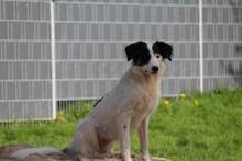GESSICA, Hund, Mischlingshund in Weilburg - Bild 18