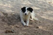 GESSICA, Hund, Mischlingshund in Weilburg - Bild 19