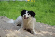 GESSICA, Hund, Mischlingshund in Weilburg - Bild 20