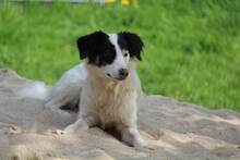 GESSICA, Hund, Mischlingshund in Weilburg - Bild 21