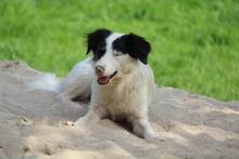 GESSICA, Hund, Mischlingshund in Weilburg - Bild 22