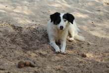 GESSICA, Hund, Mischlingshund in Weilburg - Bild 23