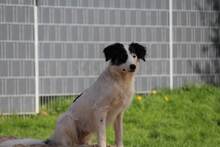 GESSICA, Hund, Mischlingshund in Weilburg - Bild 24