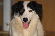GESSICA, Hund, Mischlingshund in Weilburg - Bild 27