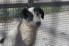 GESSICA, Hund, Mischlingshund in Weilburg - Bild 40