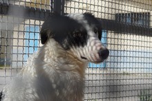 GESSICA, Hund, Mischlingshund in Weilburg - Bild 42