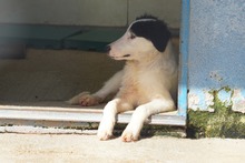 GESSICA, Hund, Mischlingshund in Weilburg - Bild 44