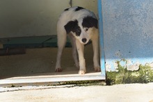 GESSICA, Hund, Mischlingshund in Weilburg - Bild 45