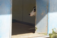 GESSICA, Hund, Mischlingshund in Weilburg - Bild 46