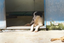 GESSICA, Hund, Mischlingshund in Weilburg - Bild 47