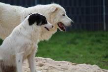 GESSICA, Hund, Mischlingshund in Weilburg - Bild 7