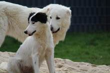 GESSICA, Hund, Mischlingshund in Weilburg - Bild 8