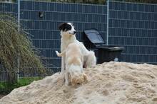 GESSICA, Hund, Mischlingshund in Weilburg - Bild 9