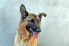 LORD, Hund, Mischlingshund in Spanien - Bild 4