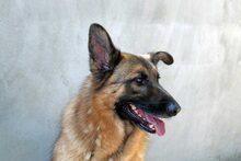 LORD, Hund, Mischlingshund in Spanien - Bild 8