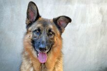 LORD, Hund, Mischlingshund in Spanien - Bild 9