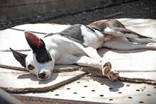 WAYNE, Hund, Mischlingshund in Spanien - Bild 11