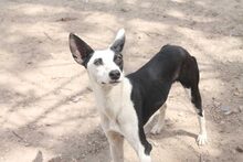 WAYNE, Hund, Mischlingshund in Spanien - Bild 15