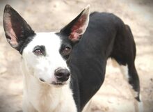 WAYNE, Hund, Mischlingshund in Spanien - Bild 16