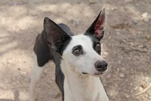 WAYNE, Hund, Mischlingshund in Spanien - Bild 17