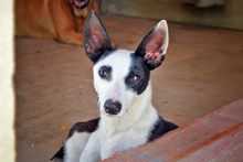 WAYNE, Hund, Mischlingshund in Spanien - Bild 2