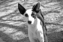 WAYNE, Hund, Mischlingshund in Spanien - Bild 7