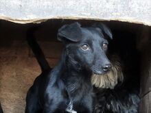 PICILANY, Hund, Mischlingshund in Ungarn - Bild 2
