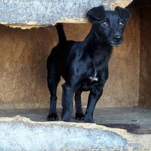 PICILANY, Hund, Mischlingshund in Ungarn - Bild 3