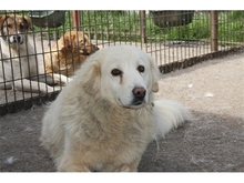 GLORY, Hund, Mischlingshund in Rumänien - Bild 2