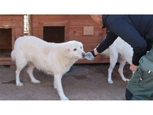 GLORY, Hund, Mischlingshund in Rumänien - Bild 4