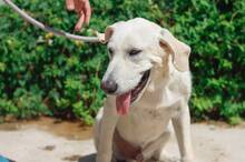 NEMO, Hund, Mischlingshund in Spanien - Bild 1