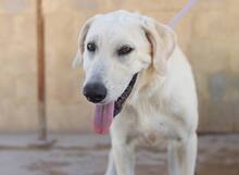 NEMO, Hund, Mischlingshund in Spanien - Bild 13
