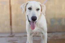 NEMO, Hund, Mischlingshund in Spanien - Bild 14