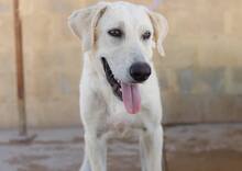 NEMO, Hund, Mischlingshund in Spanien - Bild 16